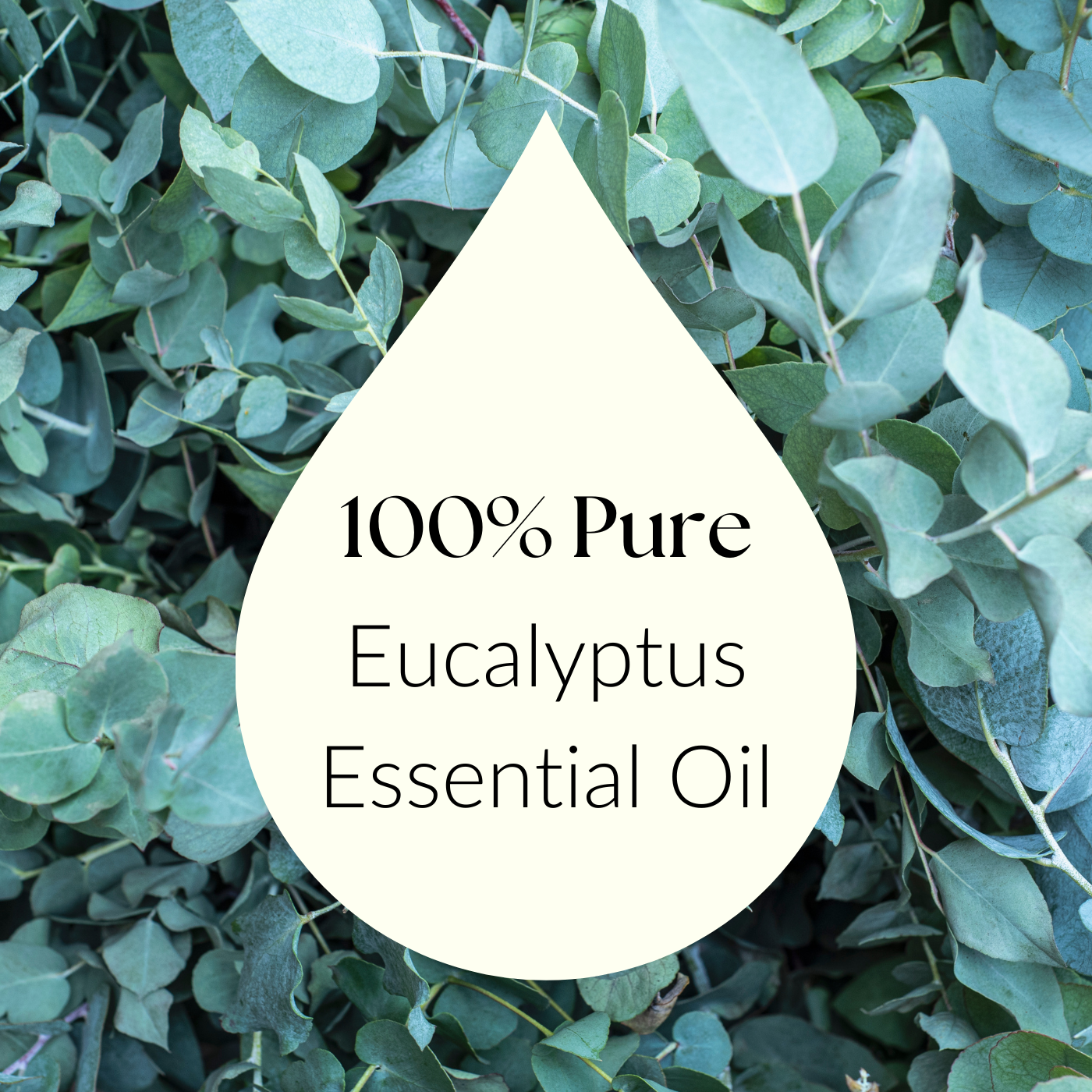 Organic Eucalyptus Essential Oil
